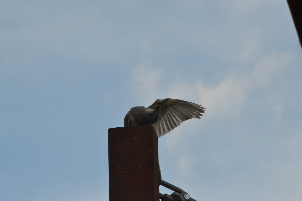 Gray Kingbird - ML638202059