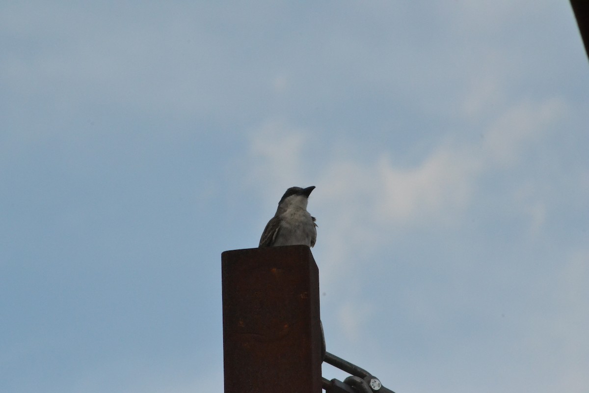Gray Kingbird - ML638202061