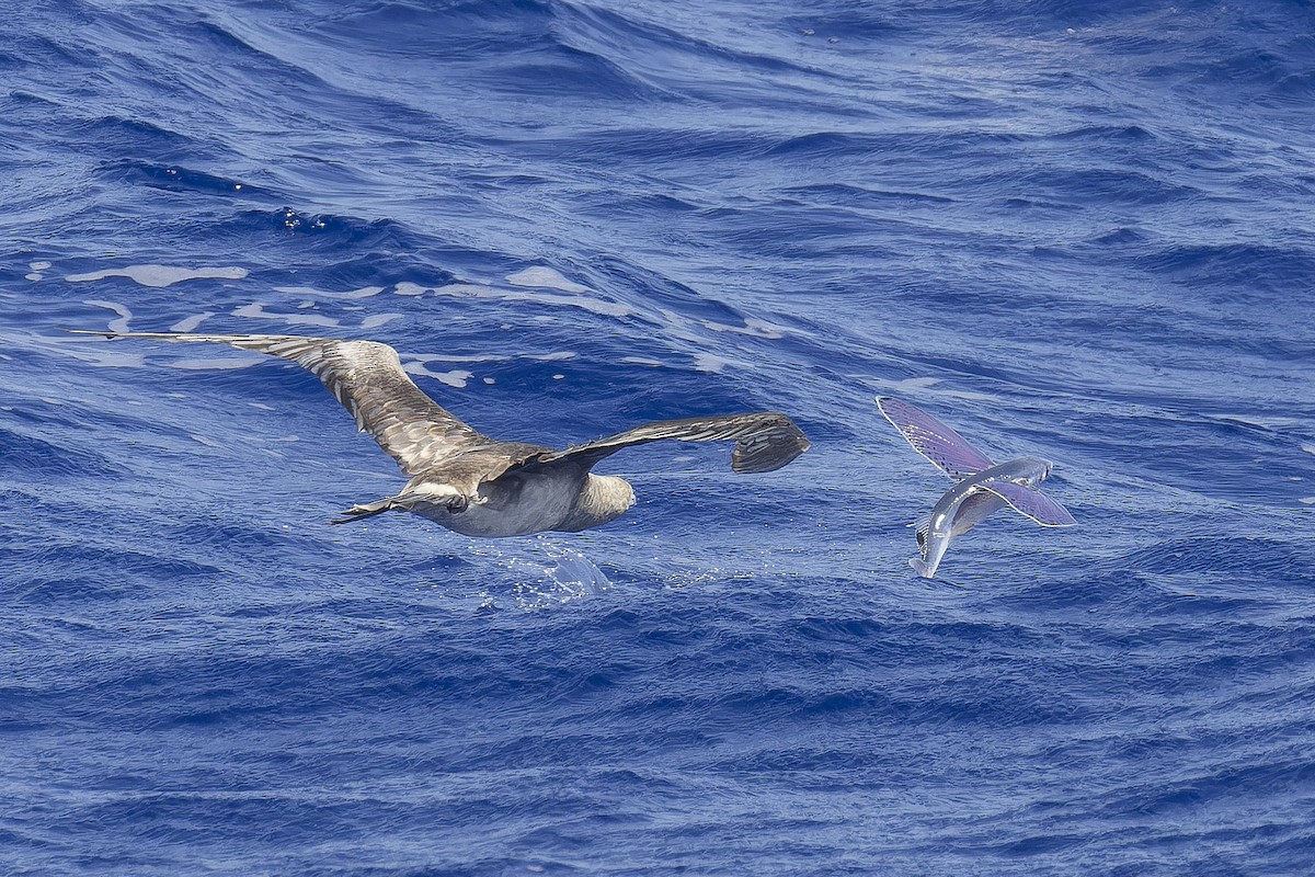 Red-footed Booby - ML638202068