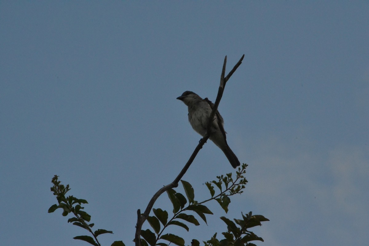 Gray Kingbird - ML638202071