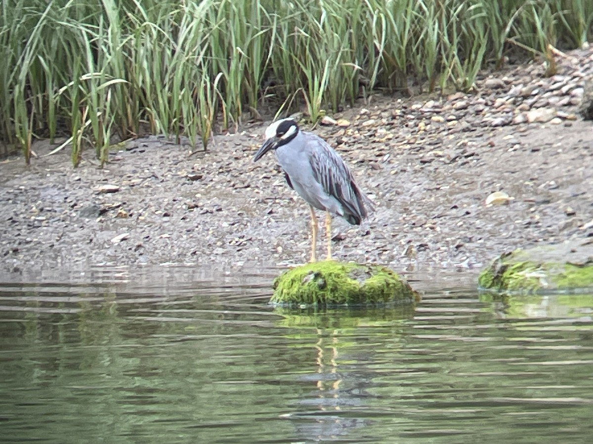 Yellow-crowned Night Heron - ML638202077