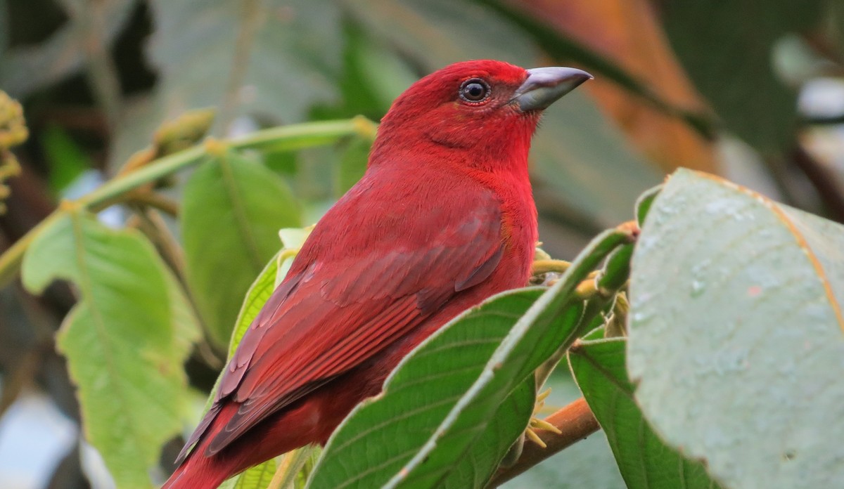 Hepatic Tanager - ML638202084