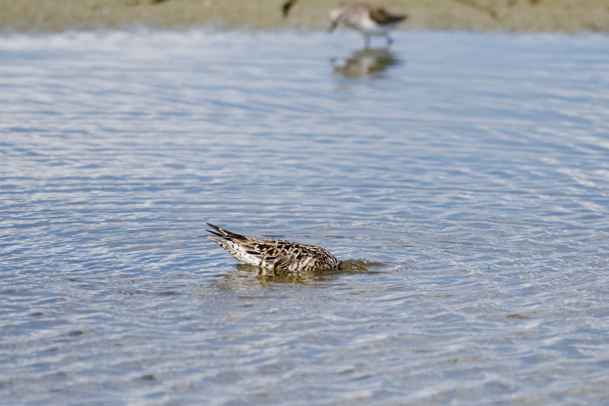Stilt Sandpiper - ML638202113