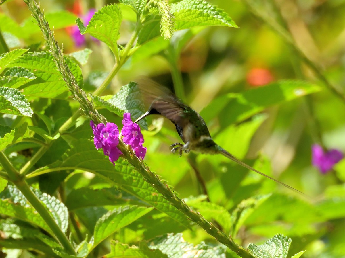 Black-bellied Thorntail - ML638202130