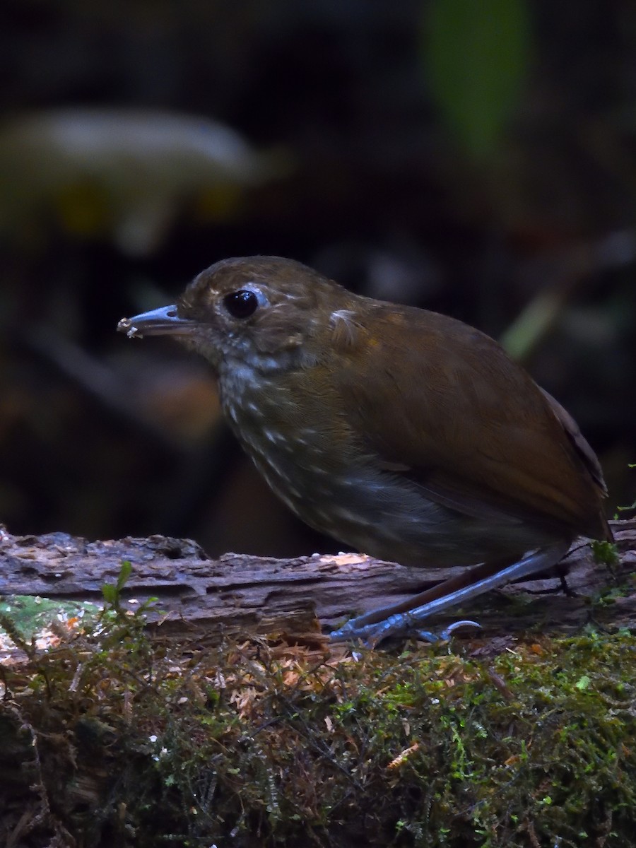 Thrush-like Antpitta - ML638202154