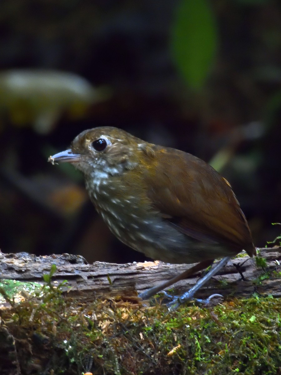 Thrush-like Antpitta - ML638202155