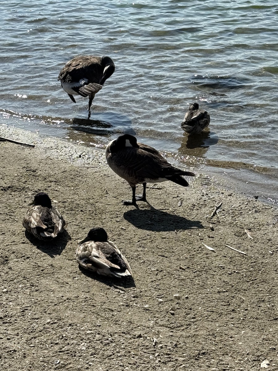 Cackling Goose - ML638202159