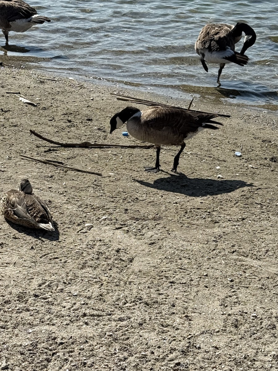 Cackling Goose - ML638202161
