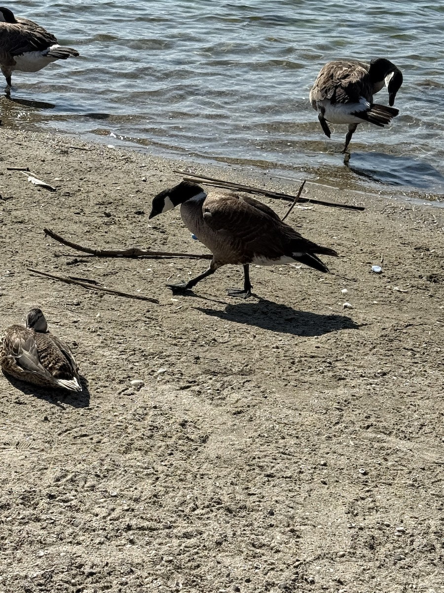 Cackling Goose - ML638202162