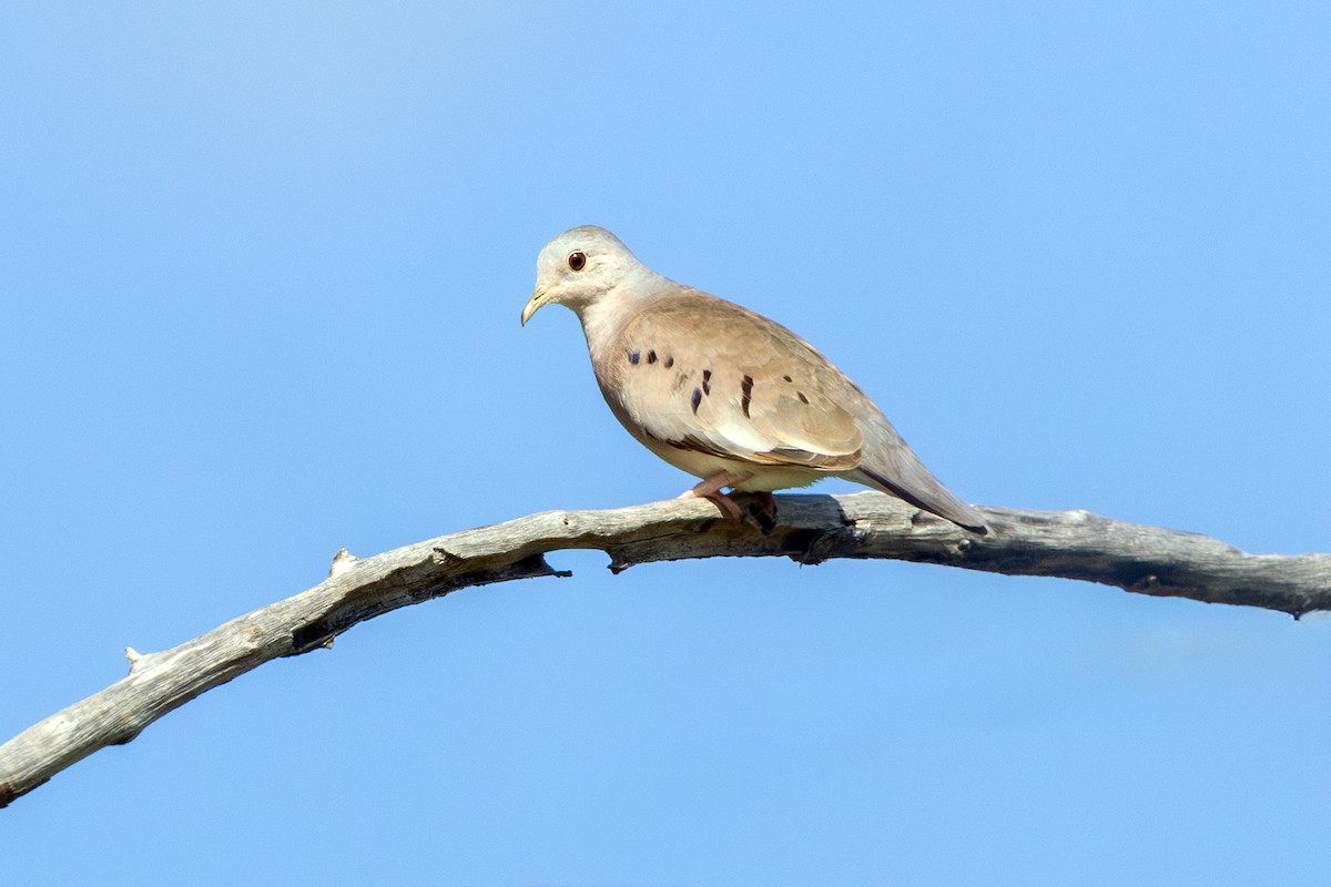 Plain-breasted Ground Dove - ML638202170