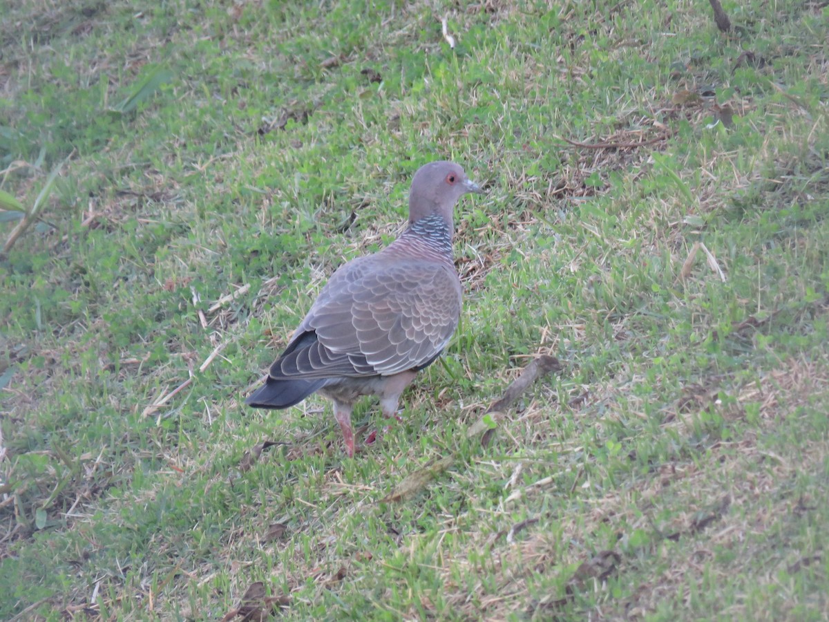 Picazuro Pigeon - ML638202177