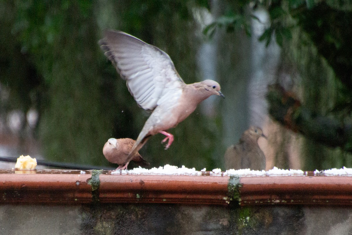 Eared Dove - ML638202194