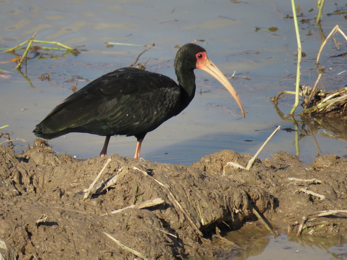 Bare-faced Ibis - ML638202197