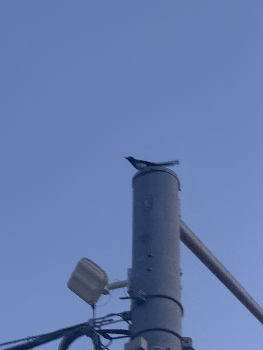 Black-billed Magpie - ML638202199