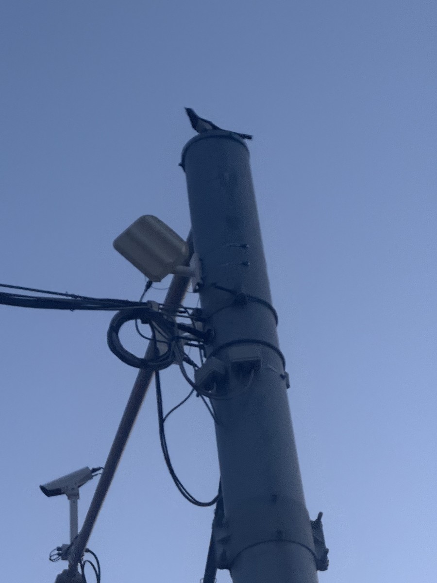 Black-billed Magpie - ML638202200