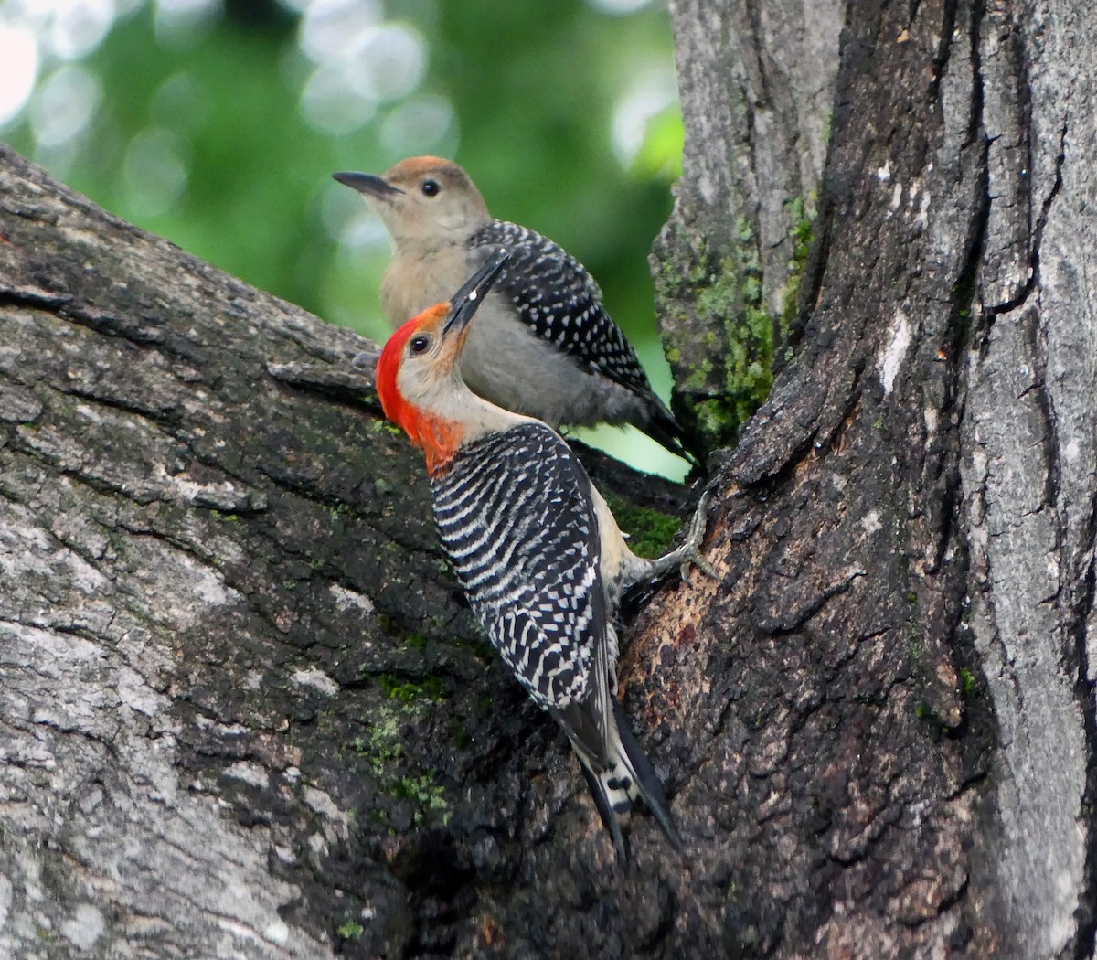 Red-bellied Woodpecker - ML638202230