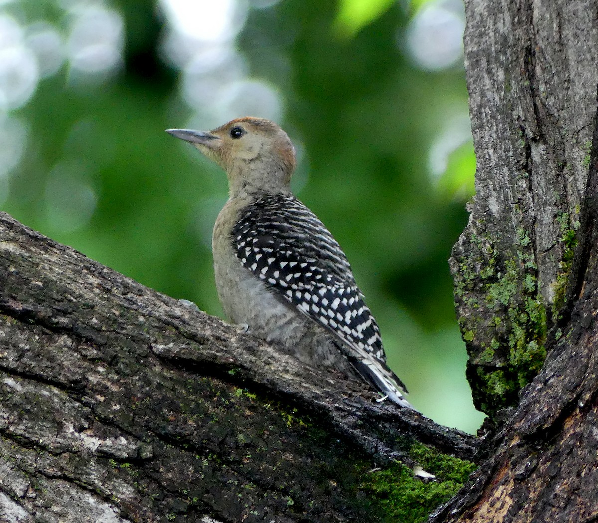 Red-bellied Woodpecker - ML638202242