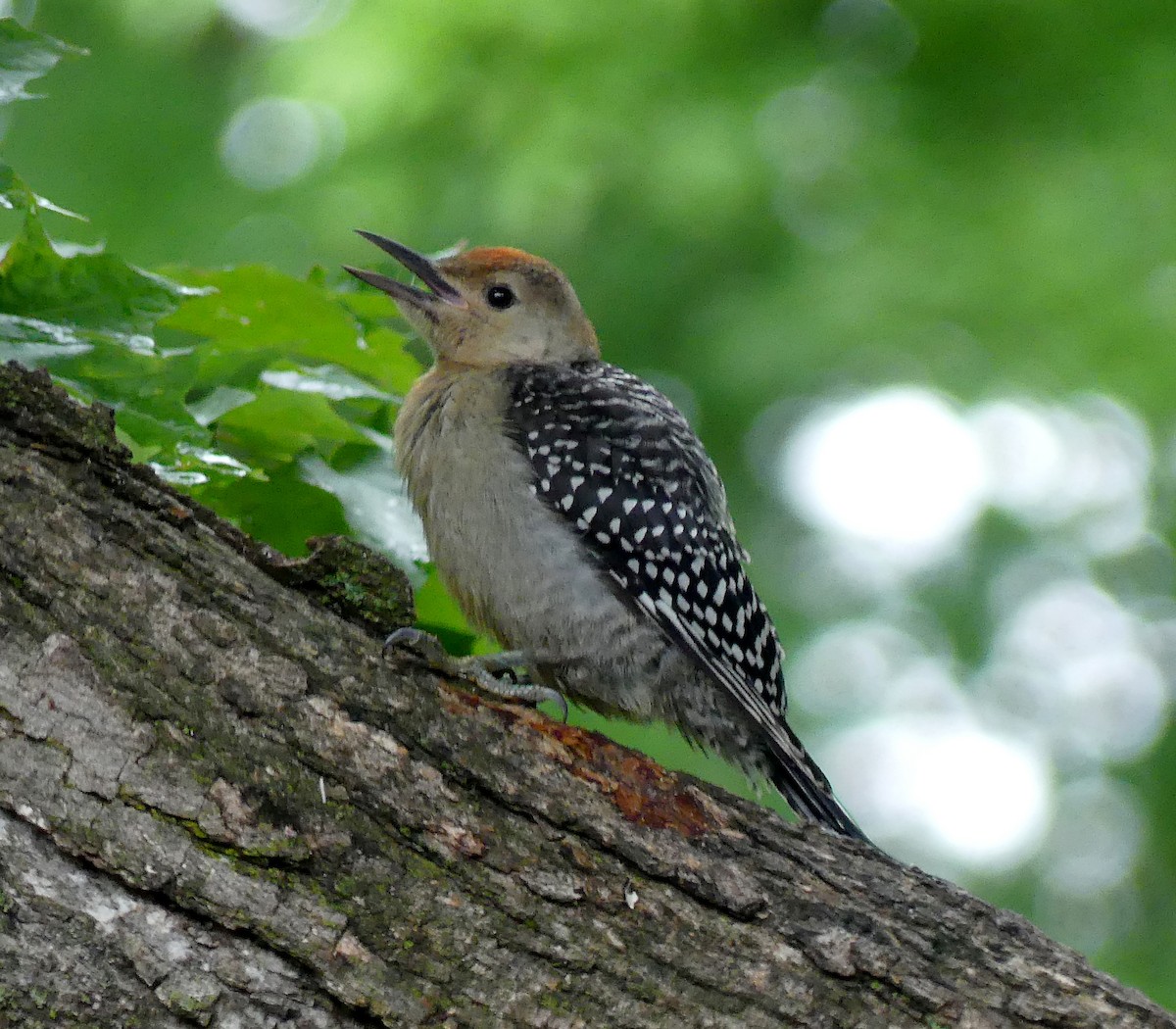 Red-bellied Woodpecker - ML638202249