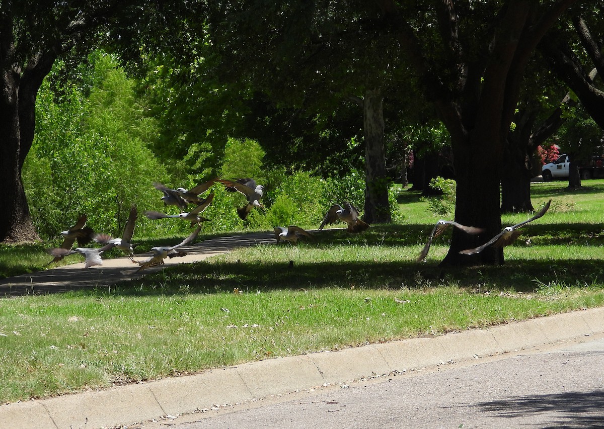 Mississippi Kite - ML638202261