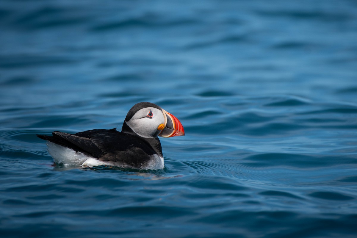Atlantic Puffin - Kaleb Anderson