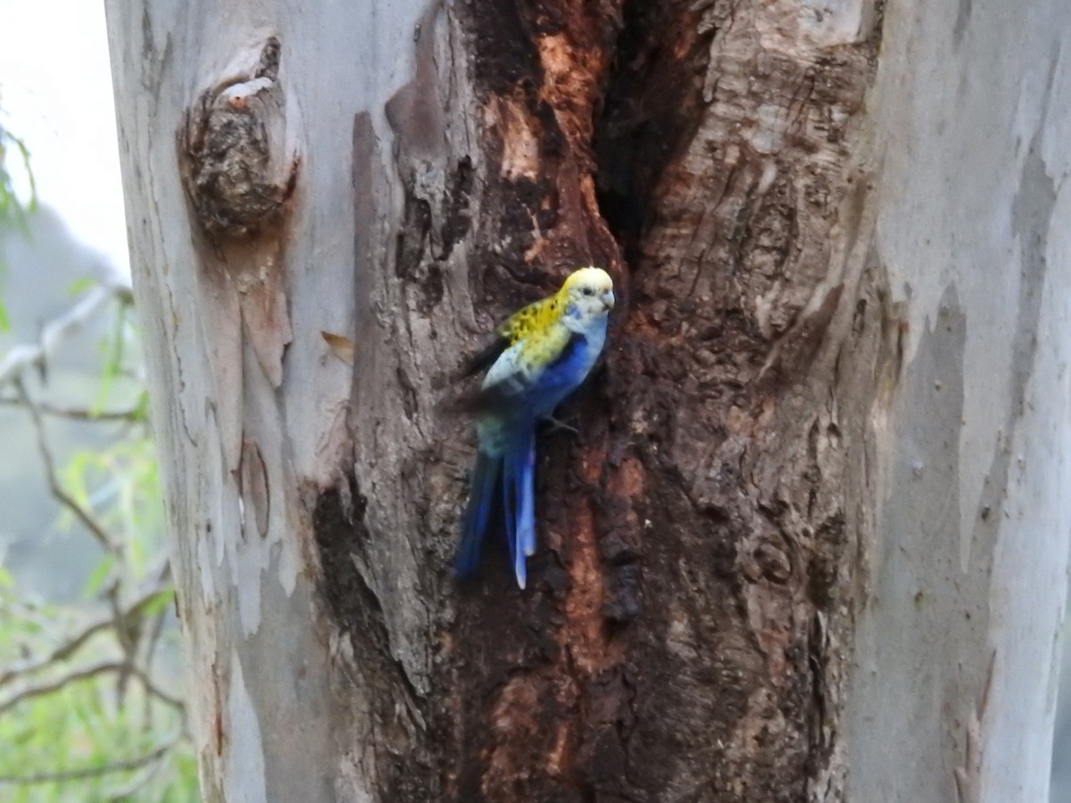 Pale-headed Rosella - ML638202269