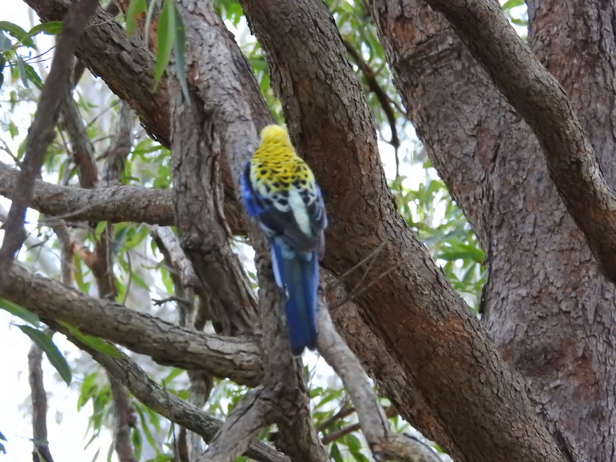 Pale-headed Rosella - ML638202270