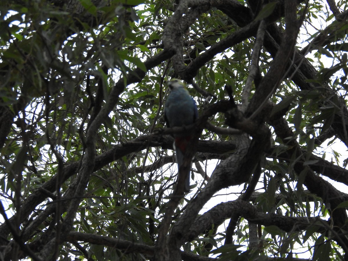 Pale-headed Rosella - ML638202271