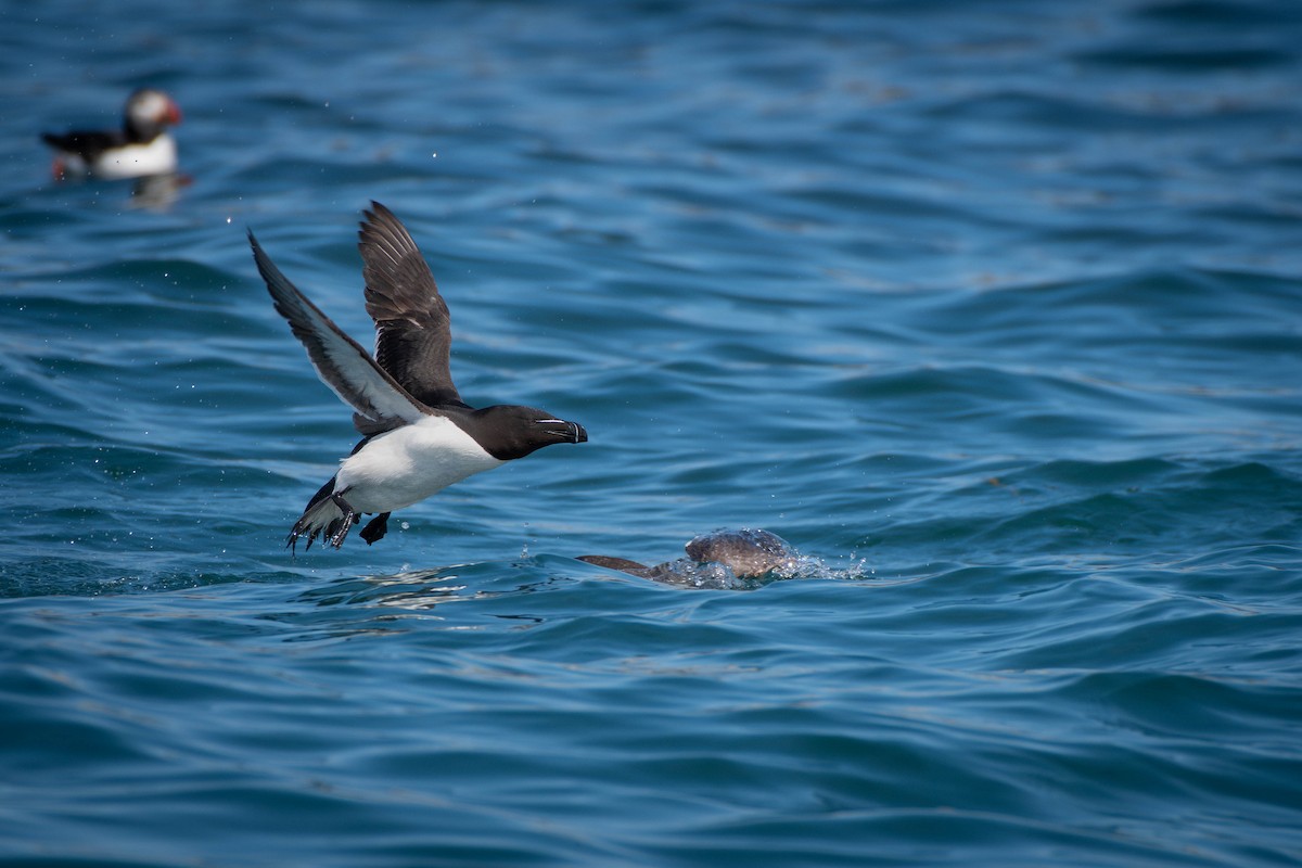Razorbill - Kaleb Anderson