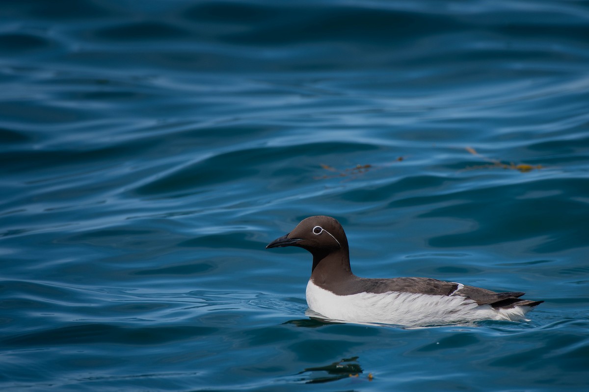 Guillemot marmette - ML638202289