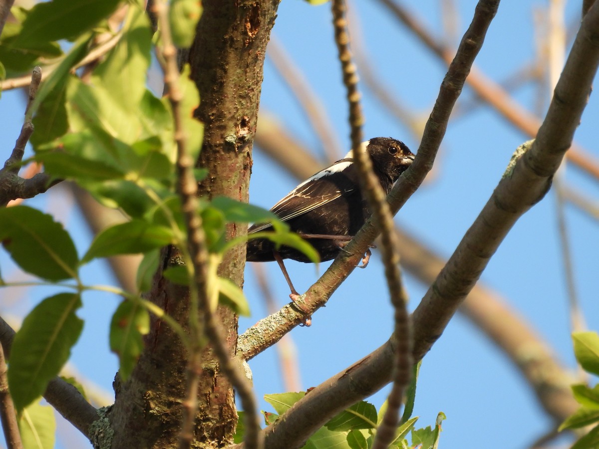 Bobolink - ML638202293