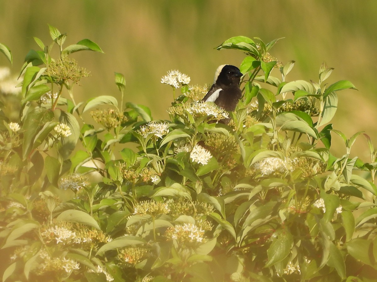 Bobolink - ML638202294