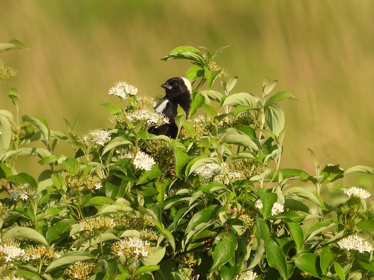 Bobolink - ML638202295