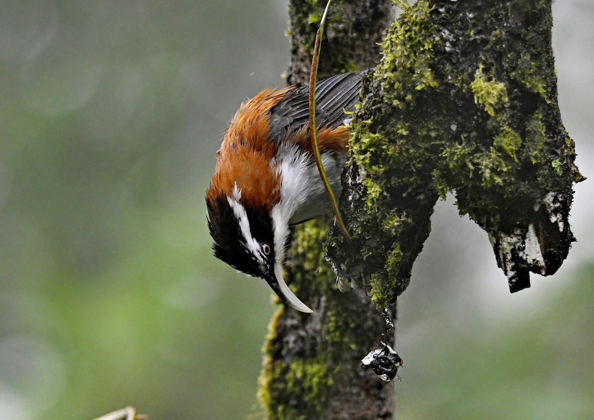 Sunda Scimitar-Babbler - ML638202303