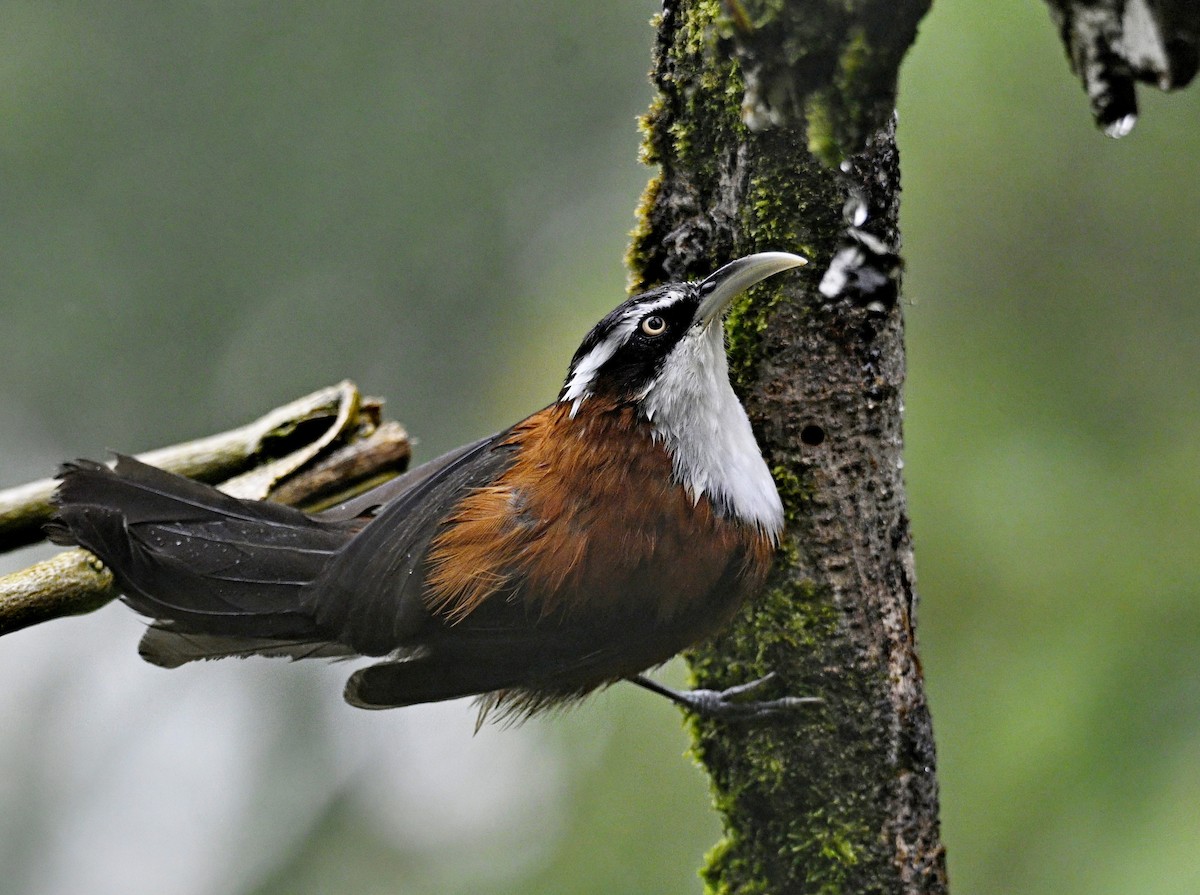 Sunda Scimitar-Babbler - ML638202304
