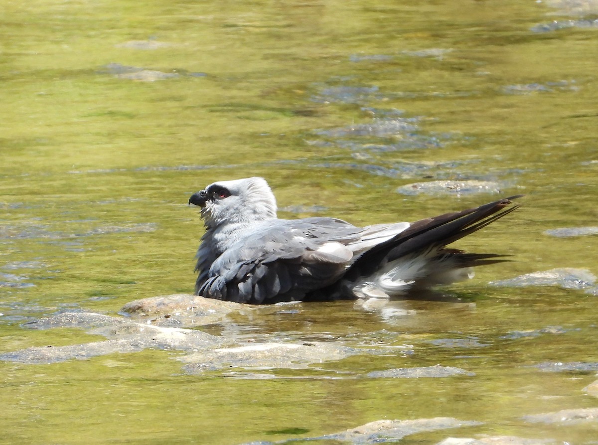 Mississippi Kite - ML638202311