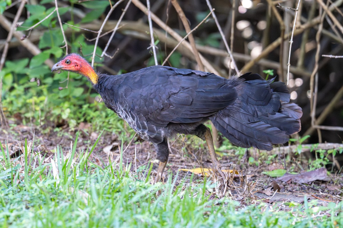Australian Brushturkey - ML638202314