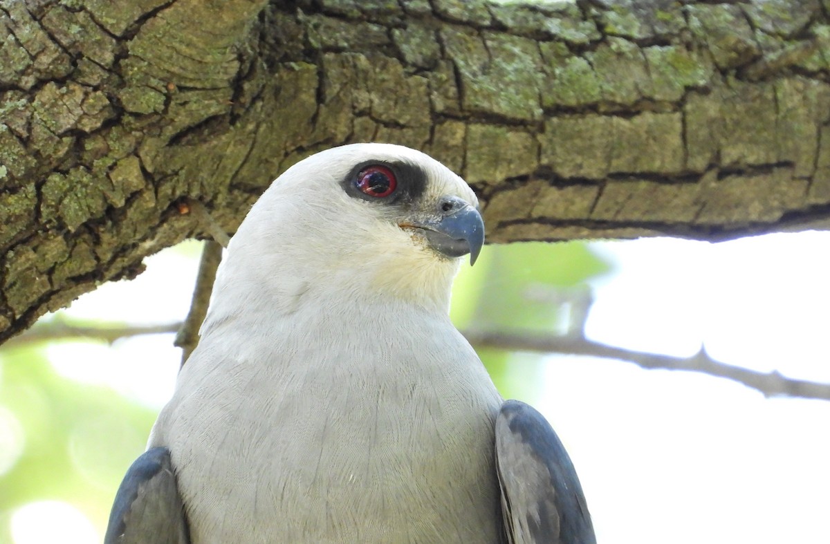 Mississippi Kite - ML638202322