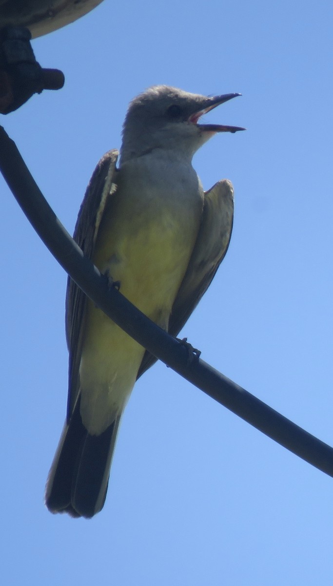 Western Kingbird - ML638202326