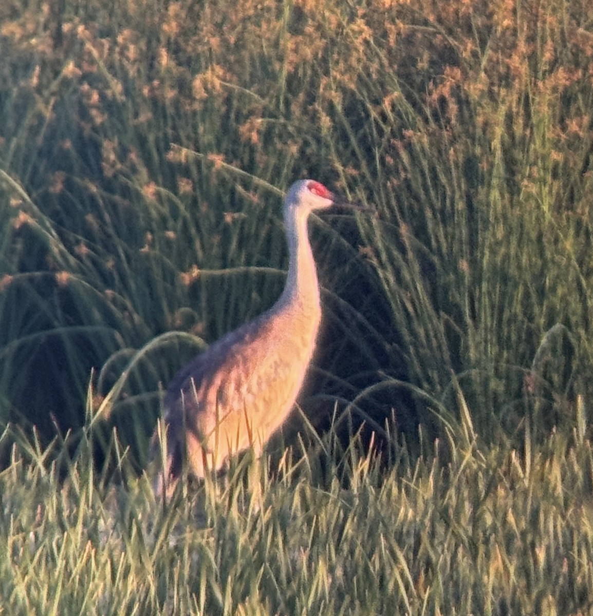Sandhill Crane - ML638202329