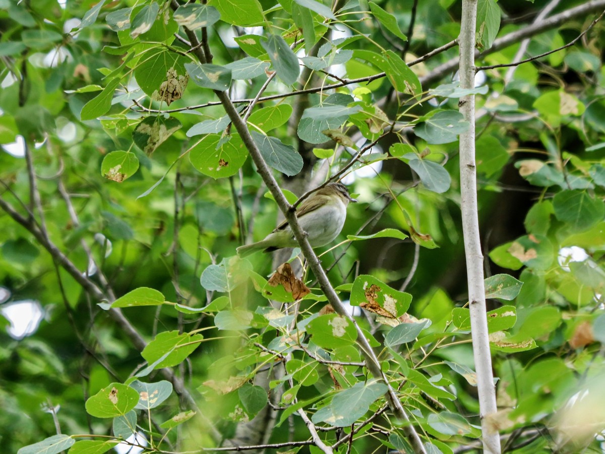 Red-eyed Vireo - ML638202344