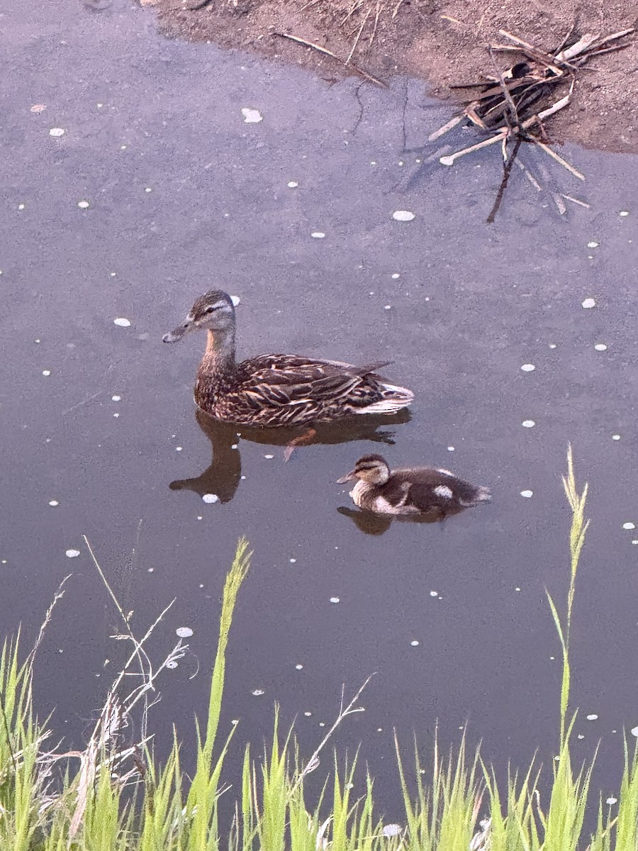 Mallard - ML638202350