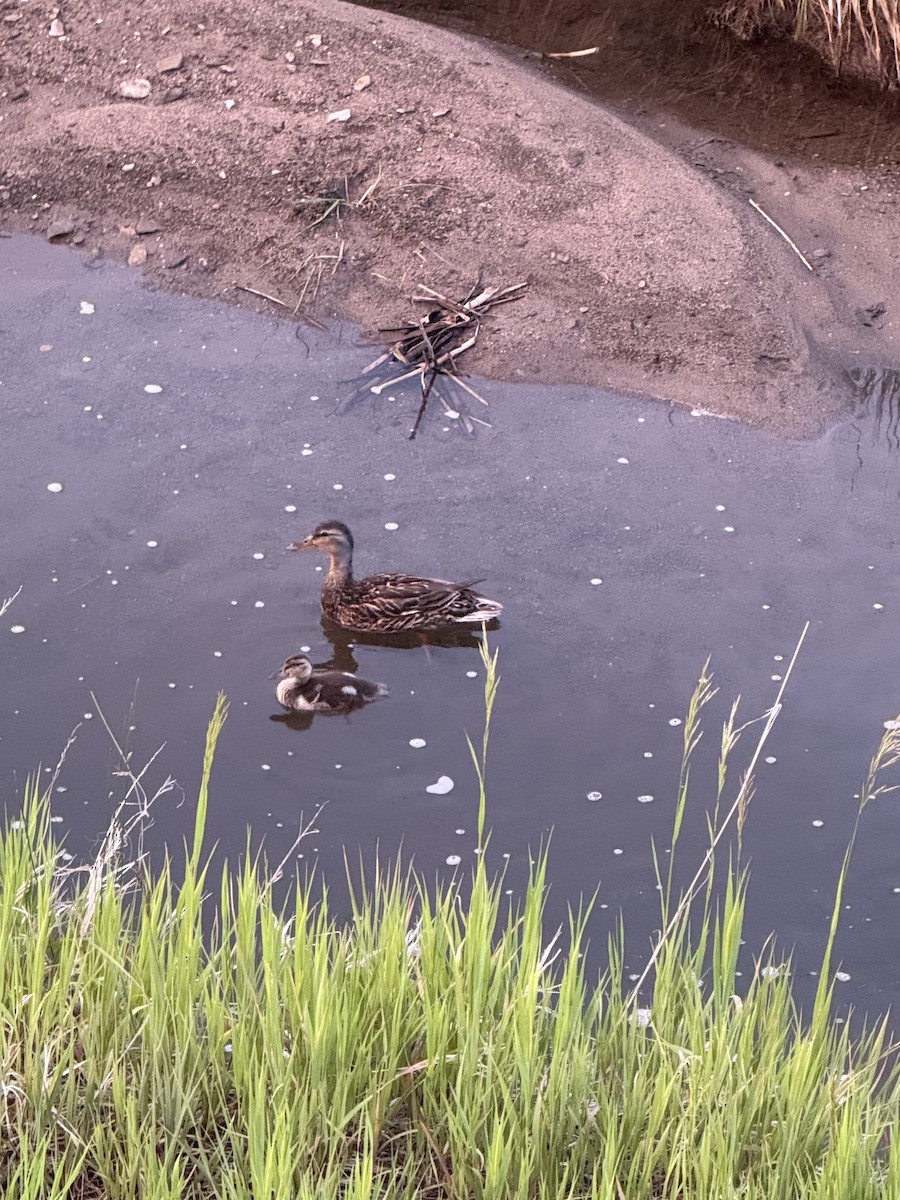 Mallard - ML638202352