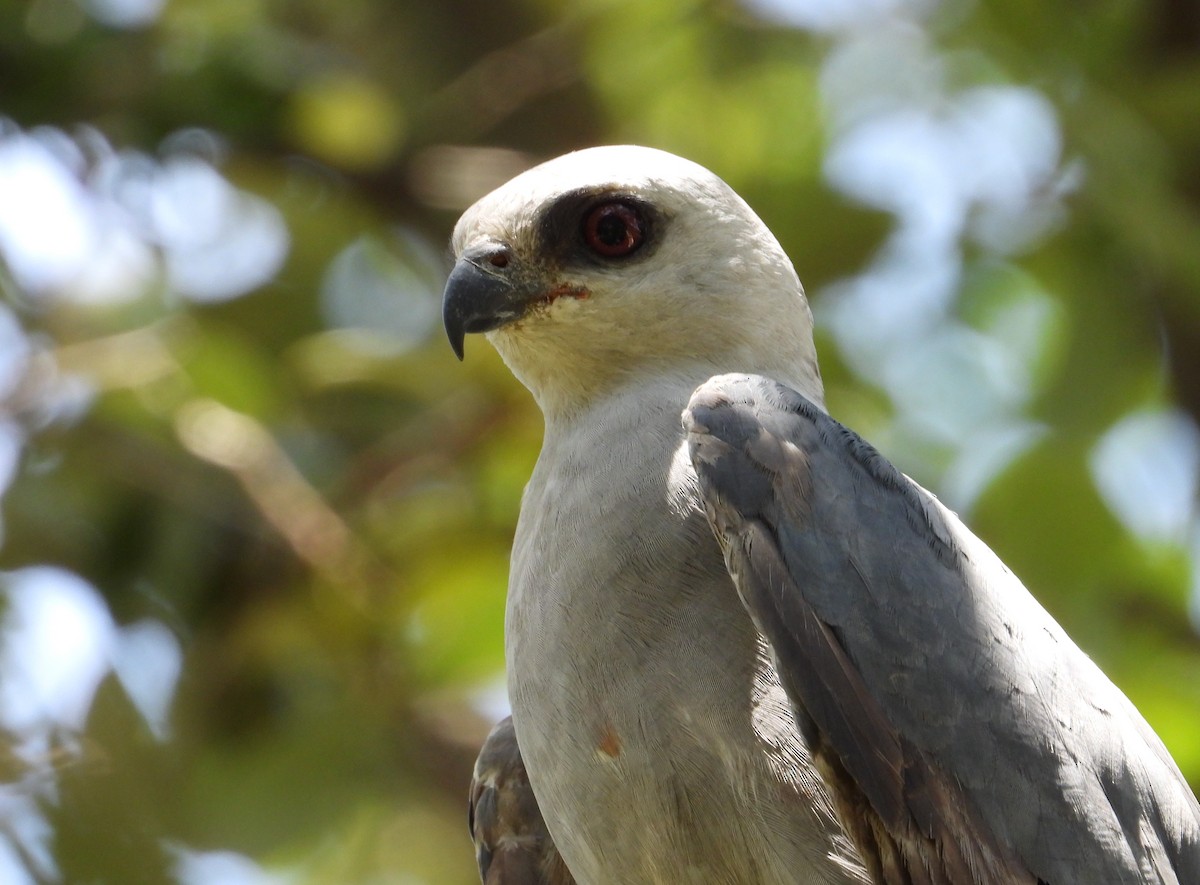 Mississippi Kite - ML638202384