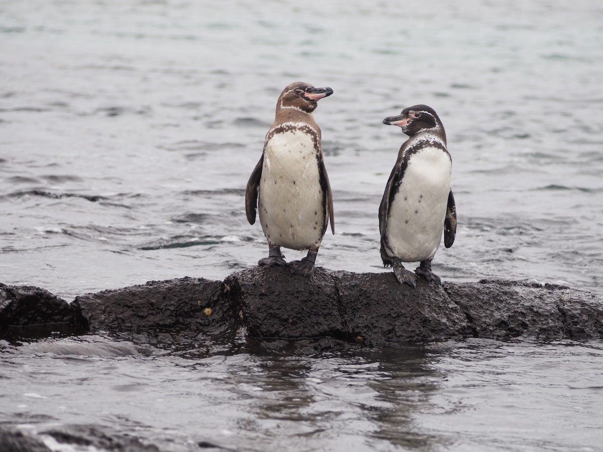 Galapagos Penguin - ML638202387