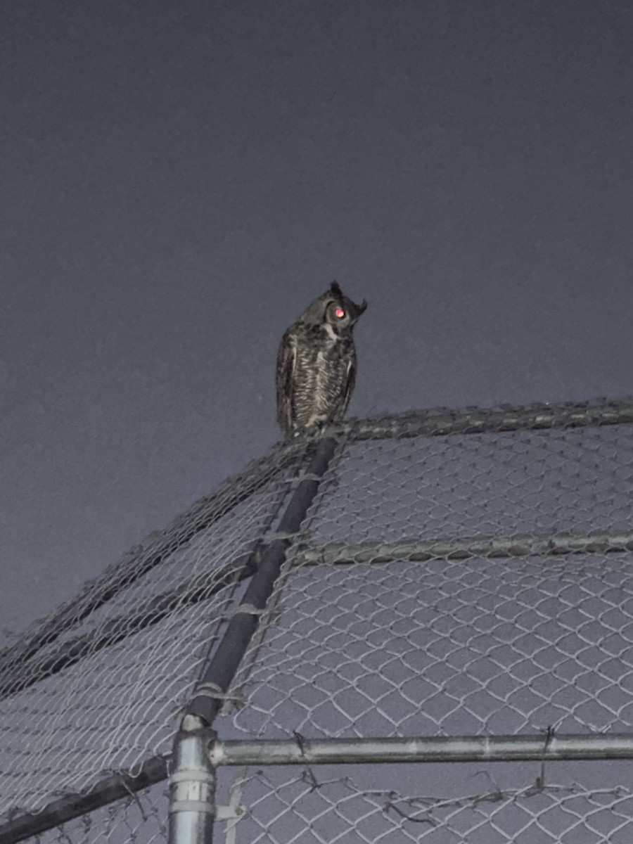 Great Horned Owl - ML638202389