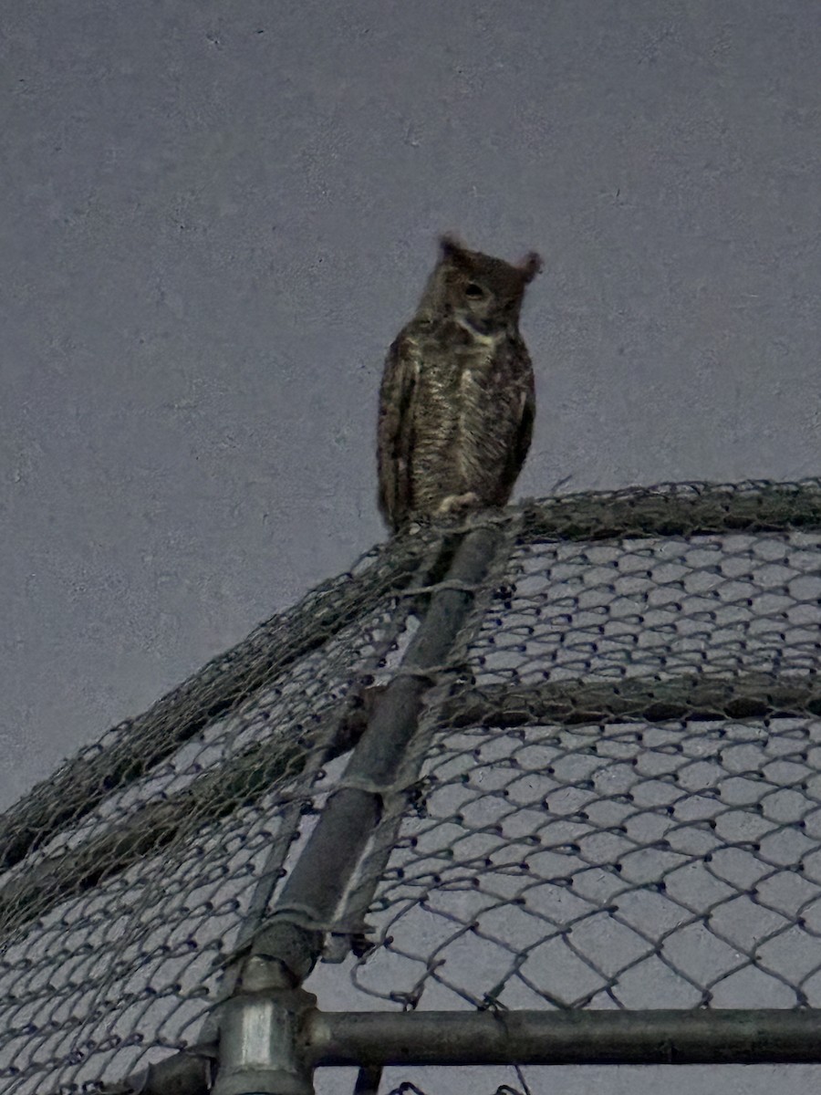 Great Horned Owl - ML638202390