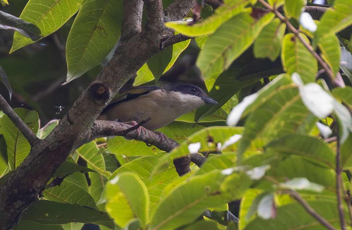 White-browed Shrike-Babbler - ML638202414