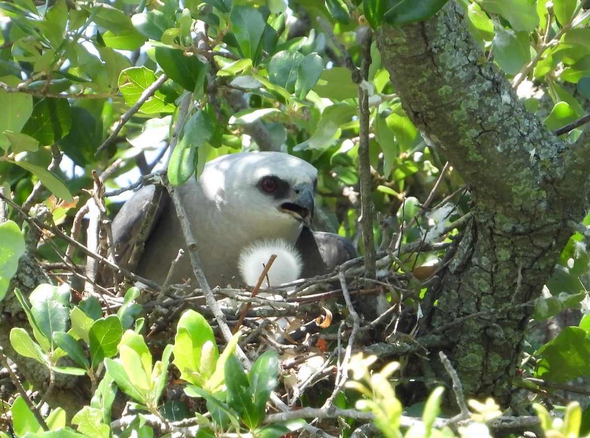 Mississippi Kite - ML638202431
