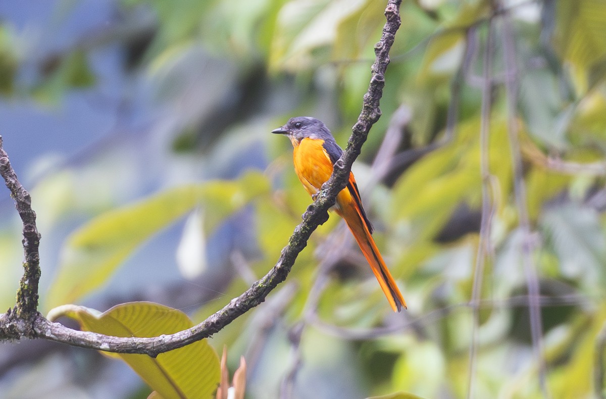Graukehl-Mennigvogel - ML638202475
