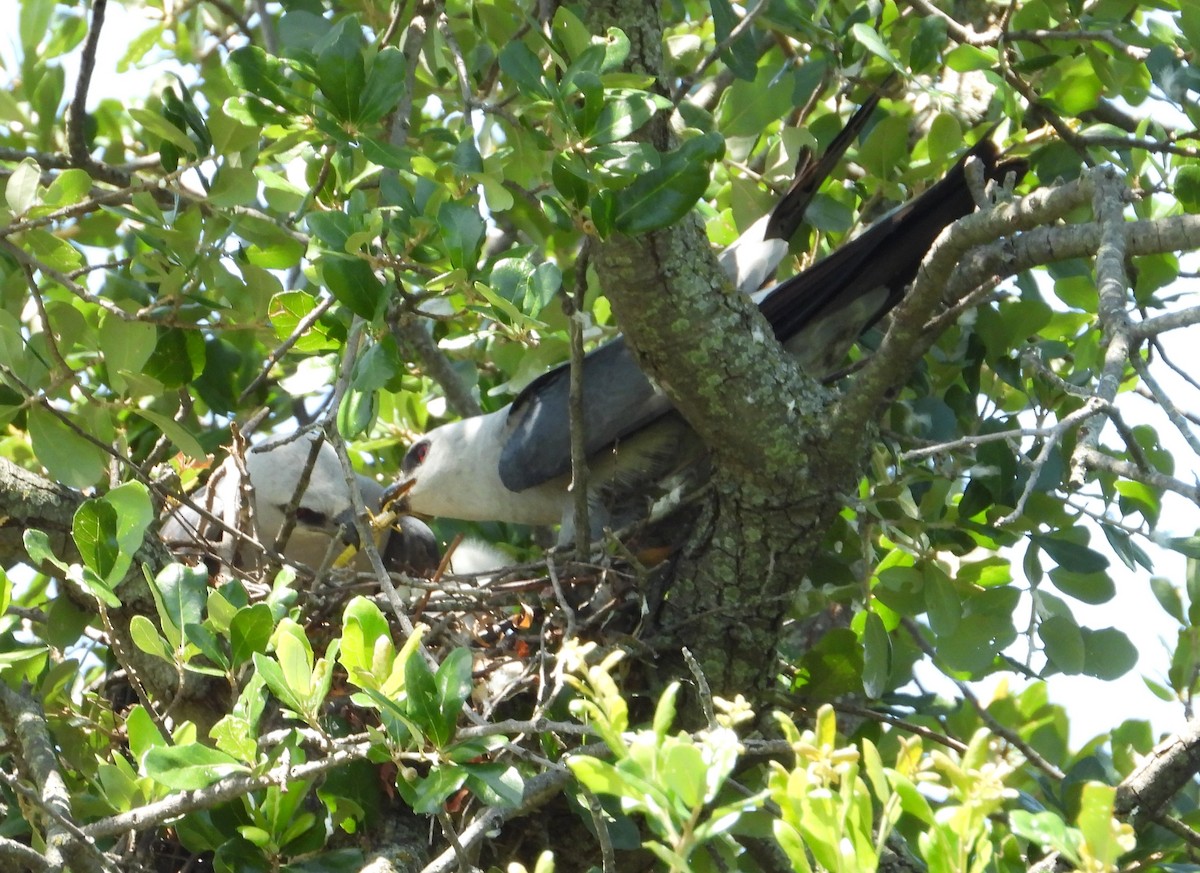 Mississippi Kite - ML638202476